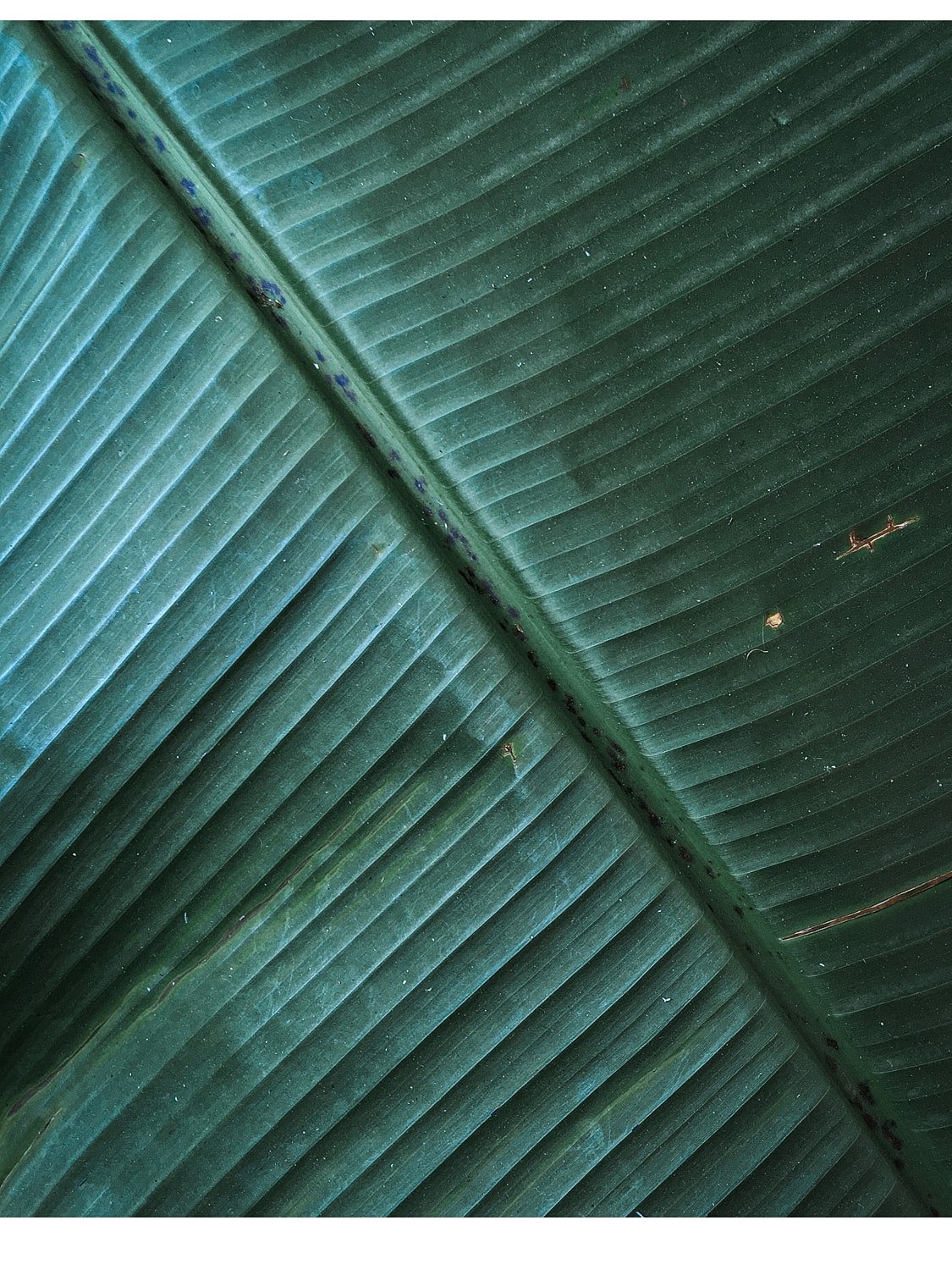 Close-up of a green leaf texture.